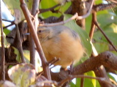 Sylvietta rufescens flecki