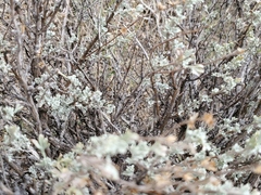 Artemisia spinescens