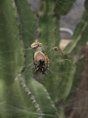 Cyrtophora citricola