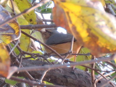 Sylvietta rufescens flecki