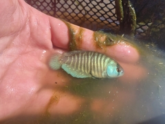 Austrolebias charrua