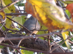 Sylvietta rufescens flecki