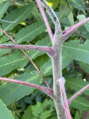 Rhus typhina