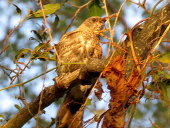 Turdoides hartlaubii