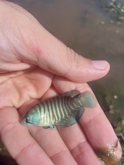 Austrolebias charrua