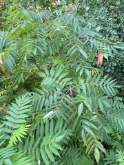 Rhus typhina