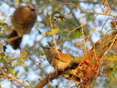 Turdoides hartlaubii