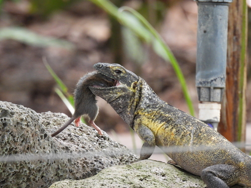 Ctenosaura pectinata