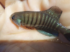 Austrolebias charrua