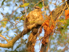 Turdoides hartlaubii
