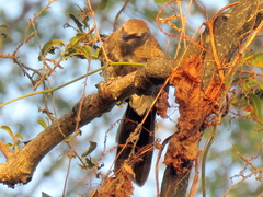 Turdoides hartlaubii