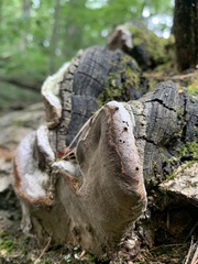 Phellinus