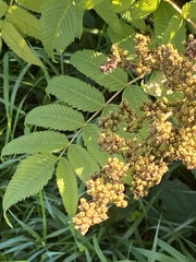 Sorbaria sorbifolia