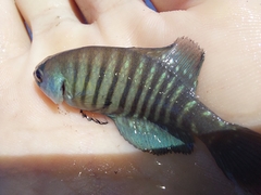 Austrolebias charrua