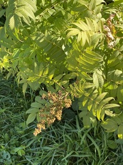 Sorbaria sorbifolia