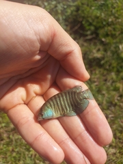 Austrolebias charrua