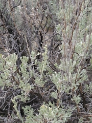 Artemisia tridentata