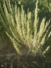 Artemisia tridentata
