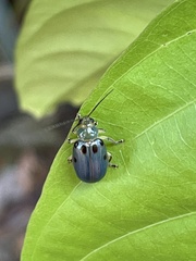 Exora obsoleta