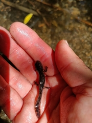 Salamandra salamandra