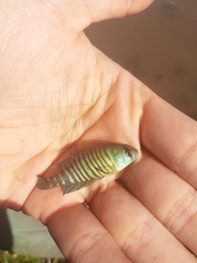 Austrolebias charrua