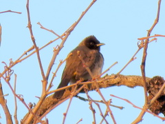 Pycnonotus barbatus tricolor
