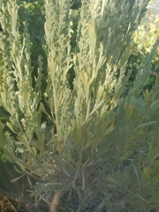 Artemisia tridentata