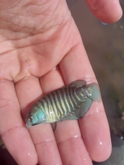 Austrolebias charrua