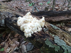 Hericium americanum