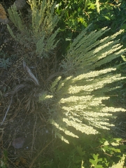 Artemisia tridentata