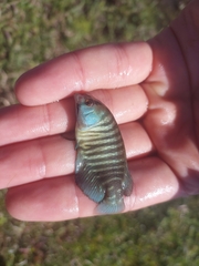 Austrolebias charrua