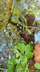 Austropotamobius pallipes