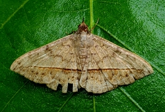 Anticarsia gemmatalis