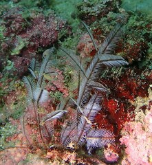 Macrorhynchia philippina