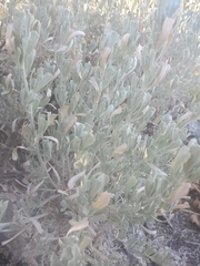 Artemisia tridentata