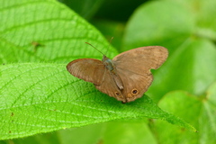 Euptychiina