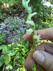 Spiranthes arcisepala