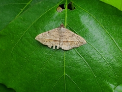 Anticarsia gemmatalis