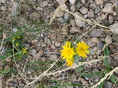 Grindelia squarrosa