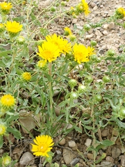 Grindelia squarrosa
