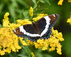Limenitis arthemis arthemis