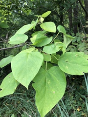 Catalpa speciosa