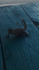 Leiocephalus carinatus