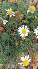 Tripleurospermum maritimum