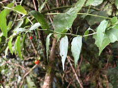 Solanum pittosporifolium