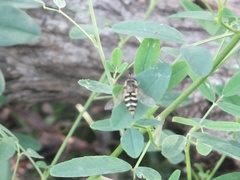 Eupeodes corollae