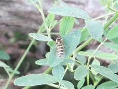 Eupeodes corollae