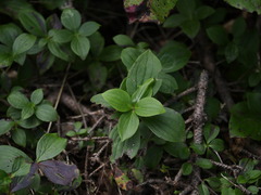 Arctocrania