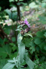 Centaurea phrygia abbreviata