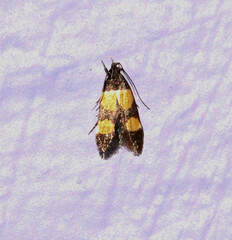 Triclonella determinatella